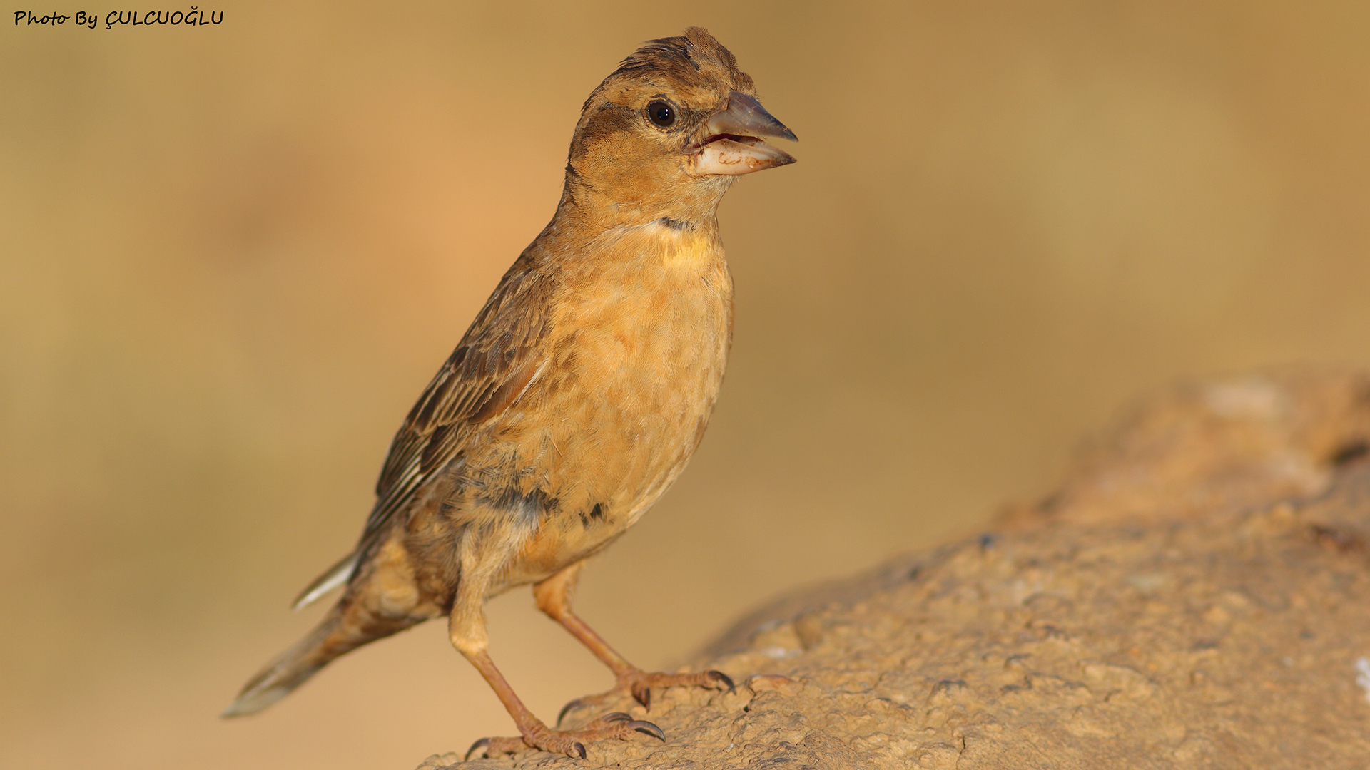 Rock Sparrow